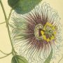 Notch Leaved Passion Flower, Passion Flower