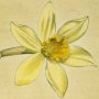 Peerless Daffodil, Daffodil