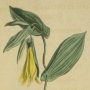Perfoliate Uvularia, Bellwort, Wild Oats, Merry Bells