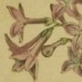 Persian Lilac, Lilac