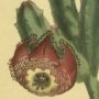 Revolute Flowered Stapelia