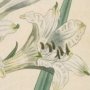 Savoy Anthericum, St. Bruno's Lily, Paradise Lily
