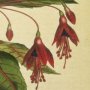 Scarlet Fuchsia