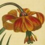 Scarlet Pompone Lily