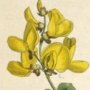 Sessile Leaved Cytisus, Common Cytisus