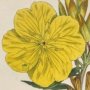 Shrubby Oenothera, Sundrops, Suncups, Evening Primrose