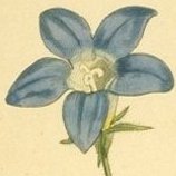 Slender Bell Flower