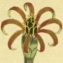 Slender Flowered Zinnia