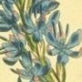 Small Flowered Watsonia