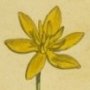 Smooth Leaved Hypoxis, Star Grass