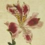 Spotted Flowered Alstroemeria, Lily of the Incas, Peruvian Lily