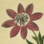 Star Anemone, Broad Leaved Garden Anemone