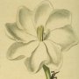Starry Gardenia, White Gardenia