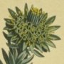 Starry Protea