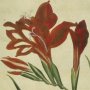 Superb Gladiolus, Cornflag, Waterfall Gladiolus, New Year Lily