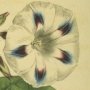 Tall Spotted Flowered Bindweed