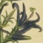 Three Flowered Phyteuma
