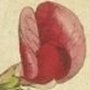 Tuberous Lathyrus, Pease Earth Nut