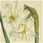 Two Flowered Narcissus, Primrose Peerlesse