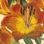 Umbel Flowering Bulb Bearing Orange Lily, Fire Lily