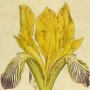 Variegated Iris, Variable Flower du Luce