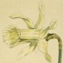 White Long Flowered Daffodil
