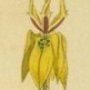 Yellow Flowered Clammy Moraea