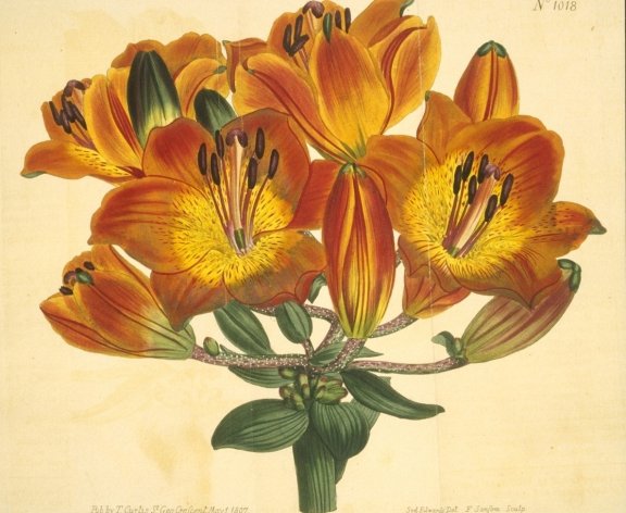 Lilium bulbiferum - Curtis's Botanical