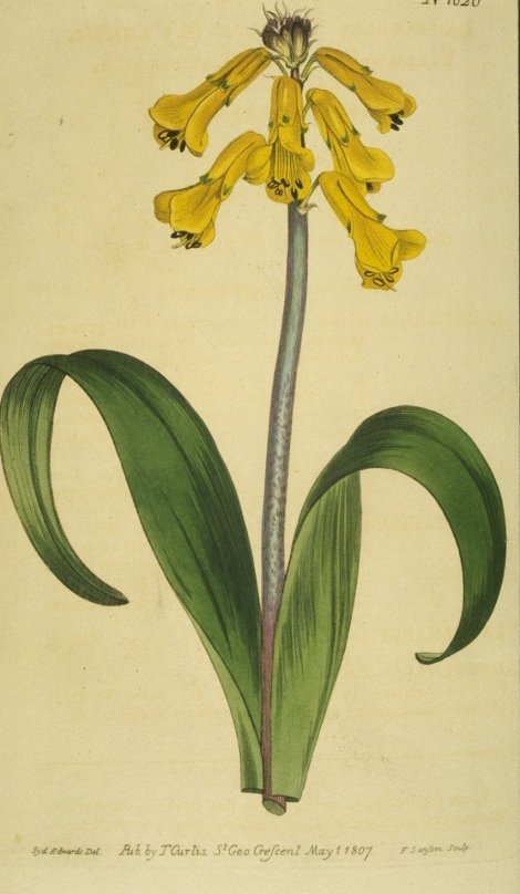 Lachenalia tricolor luteola - Curtis's Botanical