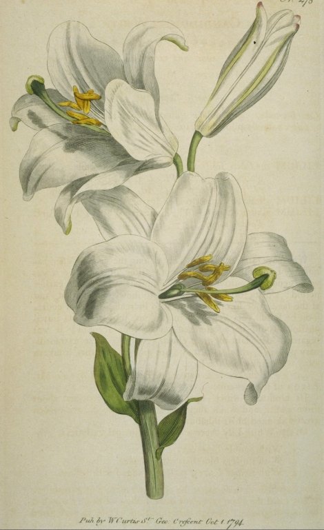 Lilium candidum - Curtis's Botanical