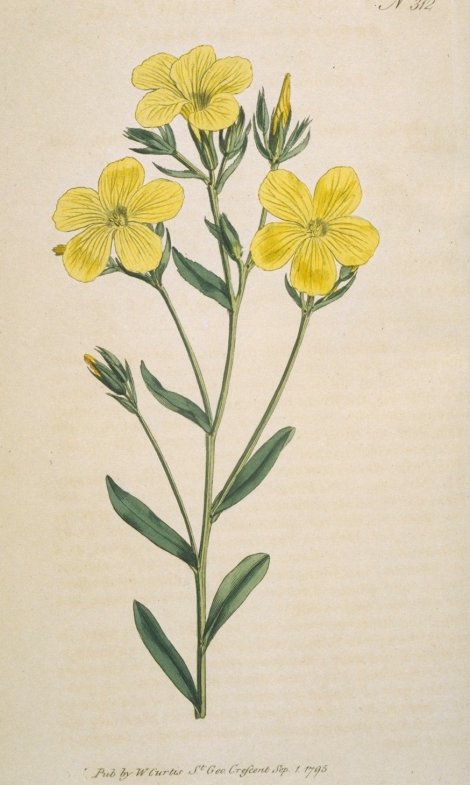 Linum flavum - Curtis's Botanical
