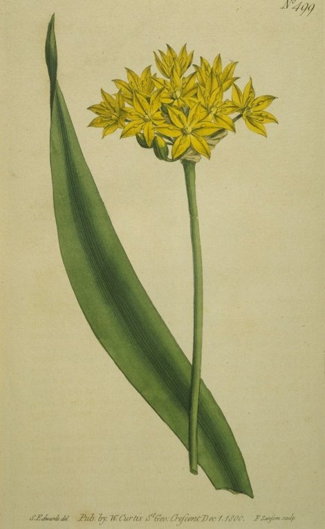 Allium moly - Curtis's Botanical