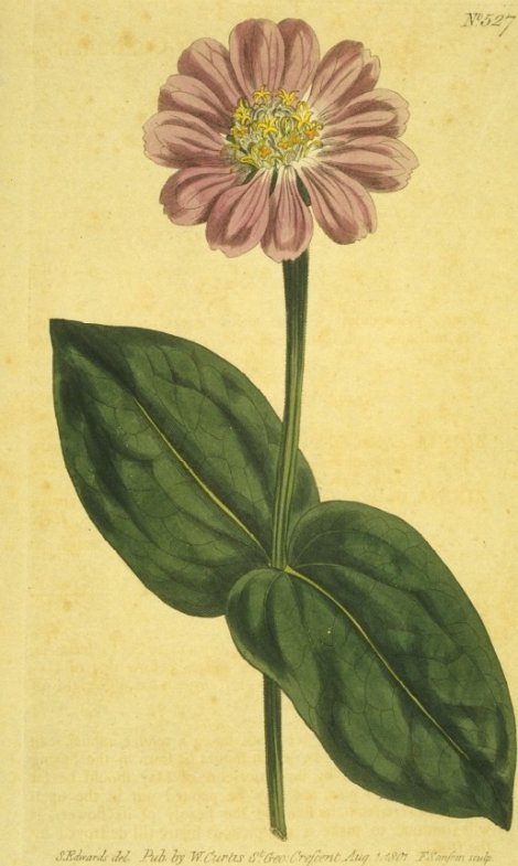 Zinnia violacea - Curtis's Botanical