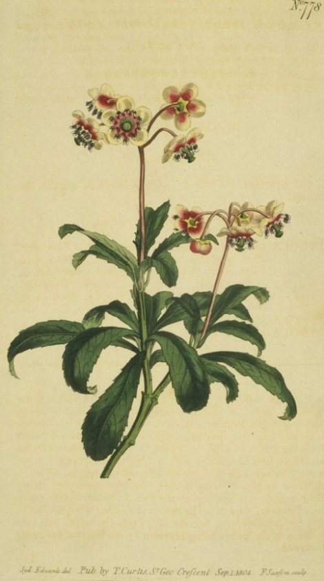 Chimaphila umbellata - Curtis's Botanical