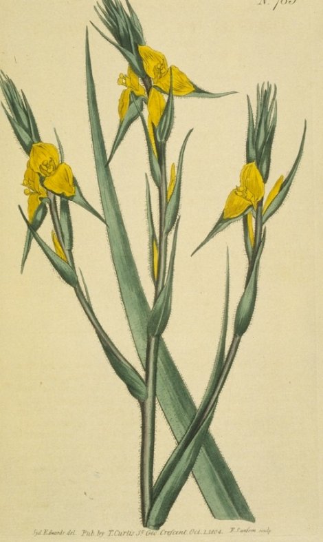 Philydrum lanuginosum - Curtis's Botanical