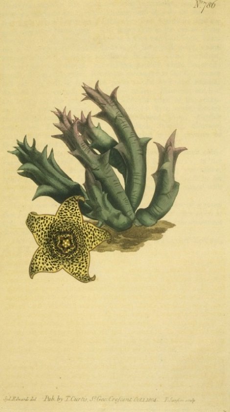 Orbea verrucosa - Curtis's Botanical
