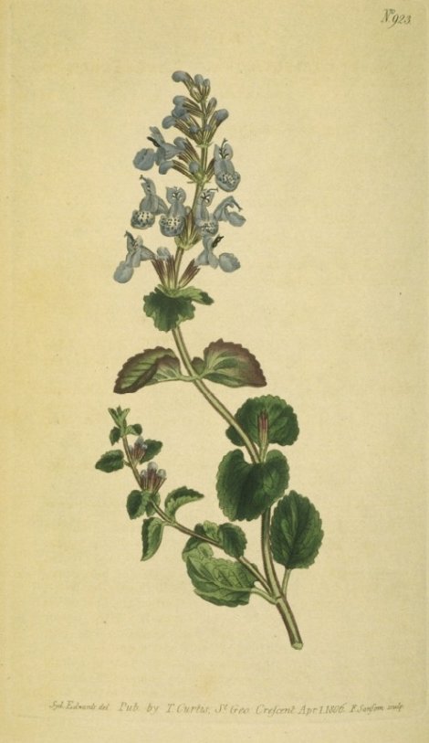 Crinum jagus - Curtis's Botanical