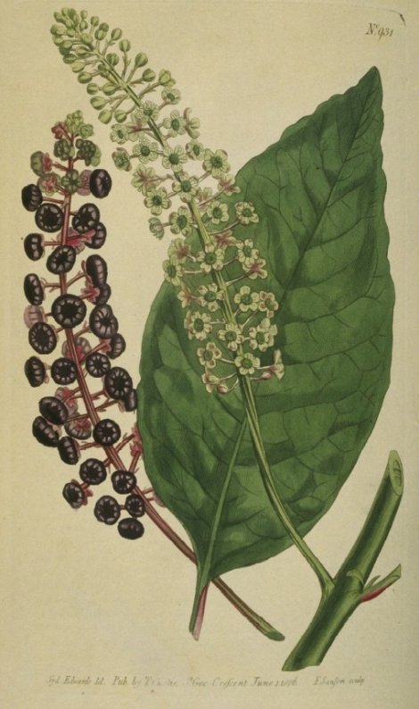 Phytolacca americana - Curtis's Botanical