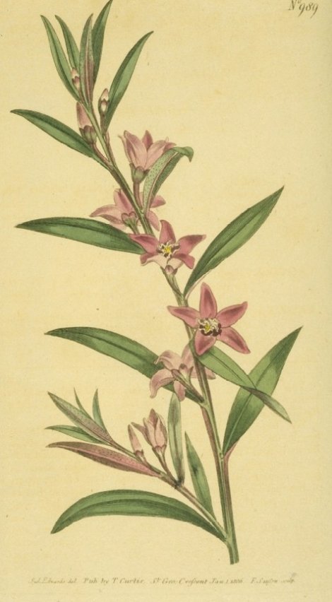 Crowea saligna - Curtis's Botanical