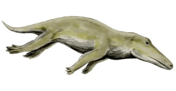 Ambulocetus natans - Prehistoric Animals