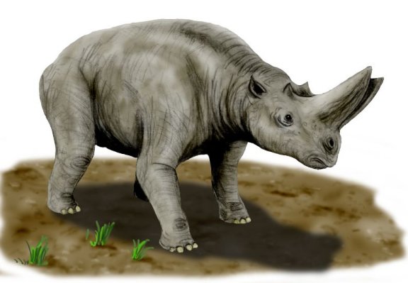 Arsinoitherium zitteli - Prehistoric Animals
