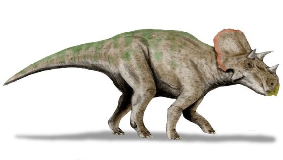 Avaceratops lammersi - Prehistoric Animals