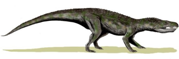 Baurusuchus salgadoensis - Prehistoric Animals