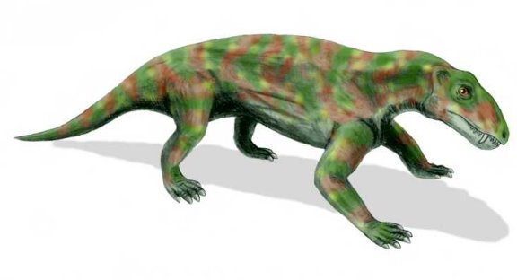Biarmosuchus tener - Prehistoric Animals
