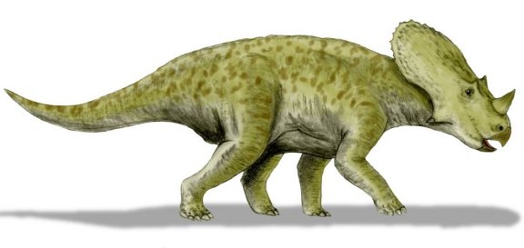 Brachyceratops montanensis - Prehistoric Animals