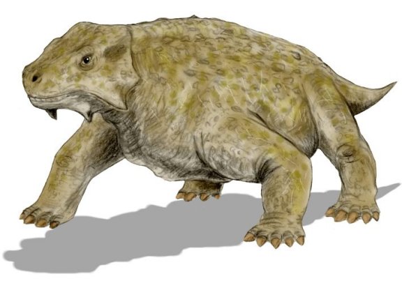 Bradysaurus baini - Prehistoric Animals