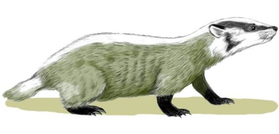 Chamitataxus avitus - Prehistoric Animals
