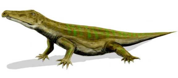 Chasmatosaurus yuani - Prehistoric Animals