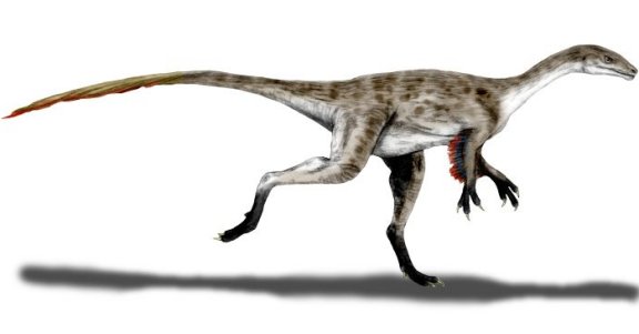 Coelurus fragilis - Prehistoric Animals