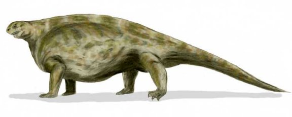 Cotylorhynchus - Prehistoric Animals
